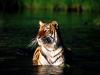 Taking a Dip, Bengal Tiger